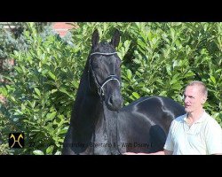 stallion Dondante (Hanoverian, 2012, from Don Index)