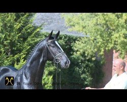 dressage horse Dundee 126 (Hanoverian, 2012, from Don Index)