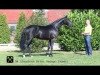 stallion De Coolman (Hanoverian, 2012, from De Niro)