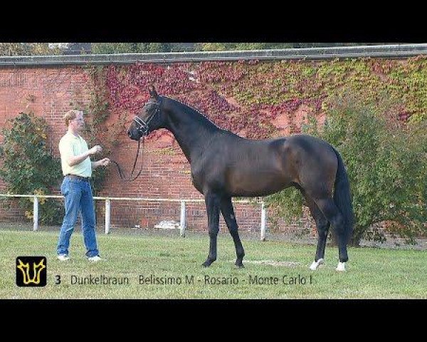 stallion Bel-Air 3 (Rhinelander, 2012, from Belissimo NRW)