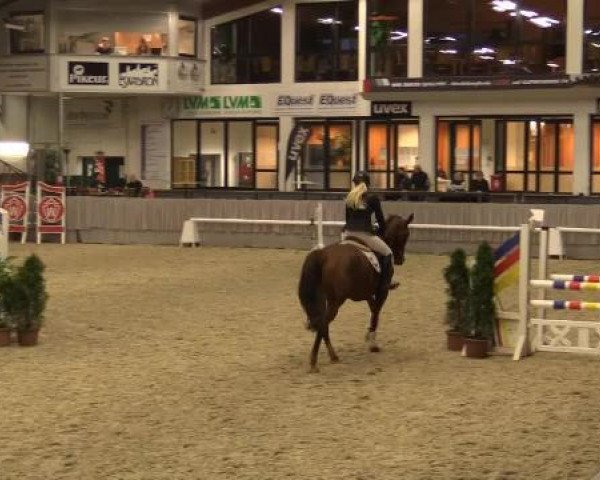 jumper Emmali (Trakehner, 2010, from Herzruf)