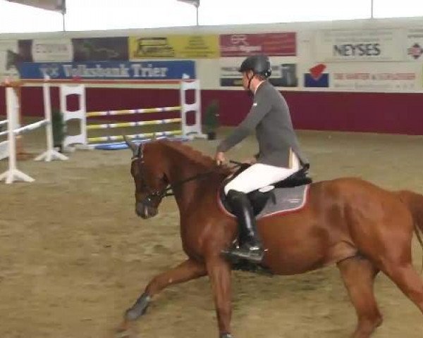 Zuchtstute Demoiselle 15 (Belgisches Warmblut, 2009, von Deauville van T&L)