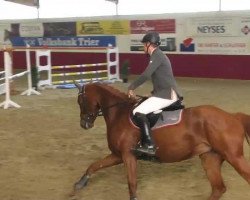 broodmare Demoiselle 15 (Belgian Warmblood, 2009, from Deauville van T&L)