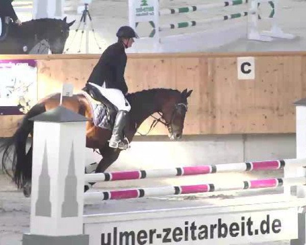 jumper Abi 5 (Oldenburg, 2008, from Balou del Sol)