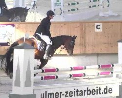 jumper Abi 5 (Oldenburg, 2008, from Balou del Sol)