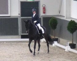 dressage horse Rasty DB (Rhinelander, 2008, from Rock Forever NRW)