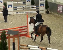 jumper Cashew 13 (Oldenburg show jumper, 2009, from Chacco-Blue)