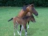 Zuchtstute Casita (New-Forest-Pony, 1982, von Duke's Forest Oberon)