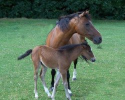 Zuchtstute Casita (New-Forest-Pony, 1982, von Duke's Forest Oberon)