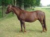 broodmare De Kockerse Saillant (New Forest Pony, 1981, from Noordererf Chap)