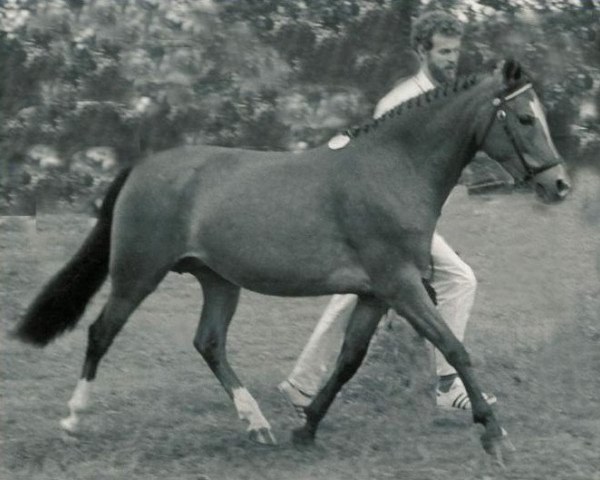 Zuchtstute Polsbury Pamela (New-Forest-Pony, 1981, von Oudelande's John)