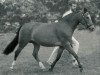 Zuchtstute Polsbury Pamela (New-Forest-Pony, 1981, von Oudelande's John)