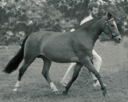 Zuchtstute Polsbury Pamela (New-Forest-Pony, 1981, von Oudelande's John)