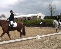 dressage horse Valquira (German Riding Pony, 2003, from Valido)