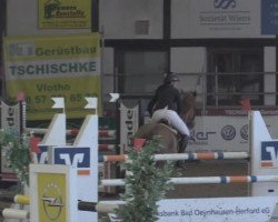 Springpferd Chesster (KWPN (Niederländisches Warmblut), 2003, von BMC Nassau)