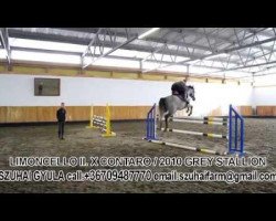 dressage horse Latino (Oldenburg show jumper, 2010, from Limoncello II)