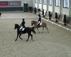 broodmare Windy (KWPN (Royal Dutch Sporthorse), 2008, from Belair)