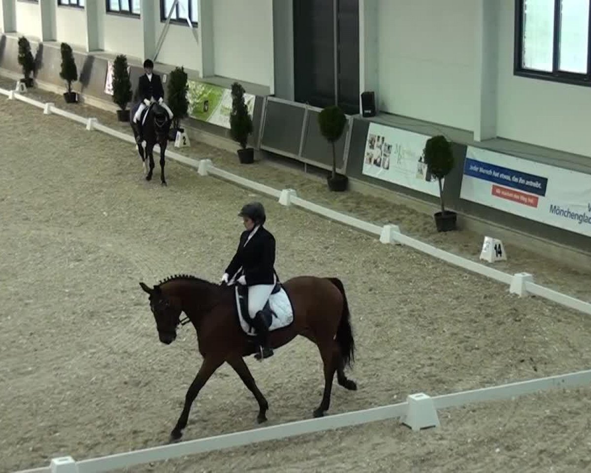 dressage horse Sir Frederic 4 (Westphalian, 2007, from Sir Donnerhall I)