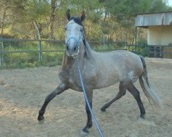 horse HEREDERO x (Pura Raza Espanola (PRE), 2009)