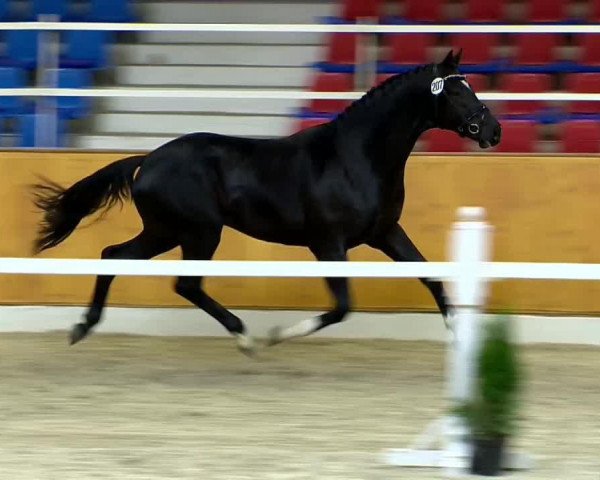 jumper Hengst von Angrib Firfod (Oldenburg, 2012, from Angrib Firfod)