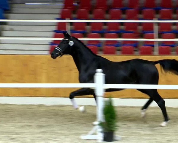 dressage horse Hengst von Destano (Oldenburg, 2012, from Destano)