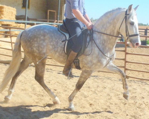 horse Garboso (Pura Raza Espanola (PRE), 2010)