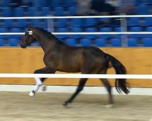 dressage horse Hengst von Fuerst Romancier (Danish Warmblood, 2012, from Fürst Romancier)