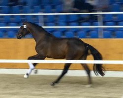 dressage horse Hengst von Fuerst Romancier (Danish Warmblood, 2012, from Fürst Romancier)