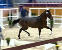 dressage horse Hengst von Boney M (Oldenburg, 2012, from Boegegaardens Boney M)