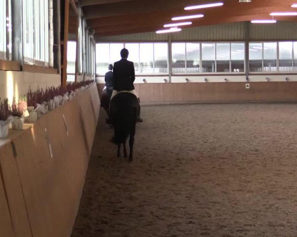 dressage horse Saniego (Westphalian, 2009)