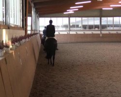 dressage horse Saniego (Westphalian, 2009)