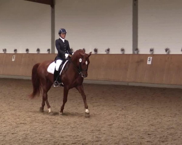 dressage horse Armonioso Jf (Pura Raza Espanola (PRE), 2007)