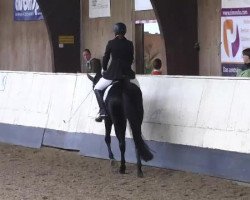 dressage horse Stellina di Siena (Hanoverian, 2008, from Sandro Hit)