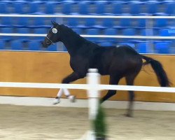 dressage horse Zero Branco (Oldenburg, 2012, from Zack)