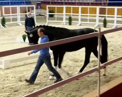 dressage horse Sir Rubinus (Oldenburg, 2012, from Sir Donnerhall I)