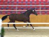 dressage horse Rocco Forte 3 (Oldenburg, 2012, from Rock Forever NRW)