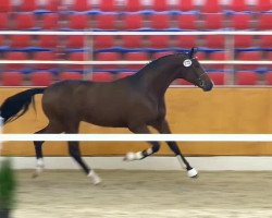 dressage horse Rocco Forte 3 (Oldenburg, 2012, from Rock Forever NRW)