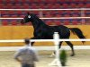 dressage horse Fürstinio (Oldenburg, 2012, from Fürstenball)