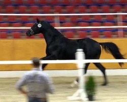 dressage horse Fürstinio (Oldenburg, 2012, from Fürstenball)