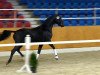 dressage horse Flash Dance ST (Oldenburg, 2012, from Fürst Romancier)