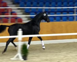 dressage horse Flash Dance ST (Oldenburg, 2012, from Fürst Romancier)