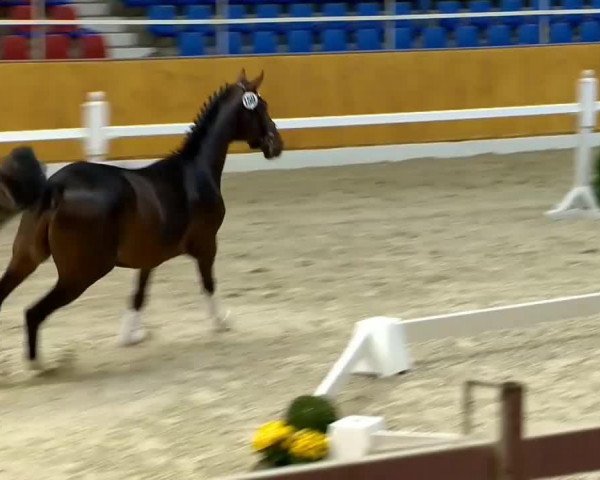 Dressurpferd Hengst von Floricello (Schwedisches Warmblut, 2012, von Marburg's Floricello OLD)