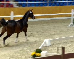 dressage horse Hengst von Floricello (Swedish Warmblood, 2012, from Marburg's Floricello OLD)