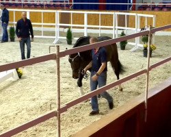 dressage horse Figaro (Oldenburg, 2012, from Fidertanz)