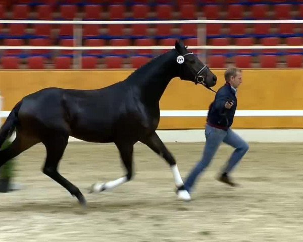 dressage horse Stenagers Wyatt Earp (Danish Warmblood, 2012, from Wilkens)