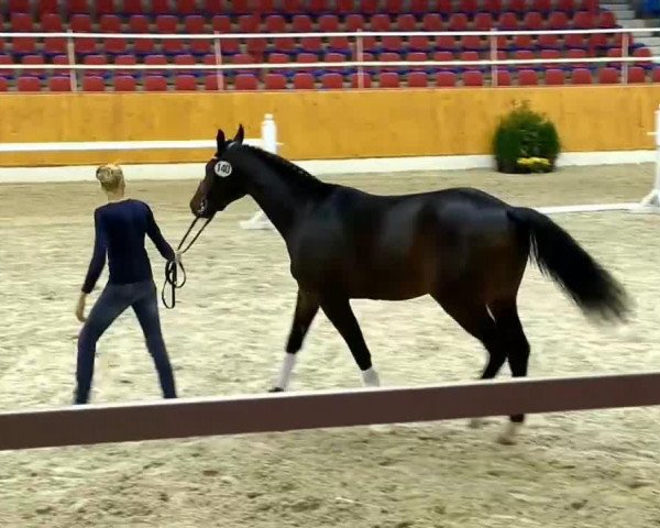 dressage horse Hill Billy (KWPN (Royal Dutch Sporthorse), 2012, from Watermill Scandic)