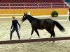 dressage horse Hill Billy (KWPN (Royal Dutch Sporthorse), 2012, from Watermill Scandic)