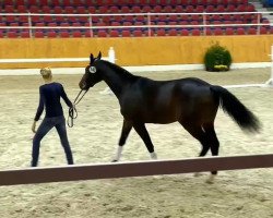 dressage horse Hill Billy (KWPN (Royal Dutch Sporthorse), 2012, from Watermill Scandic)