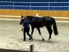 dressage horse Cherrygarden's So in Love (Finnish Warmblood, 2012, from Sancisco)