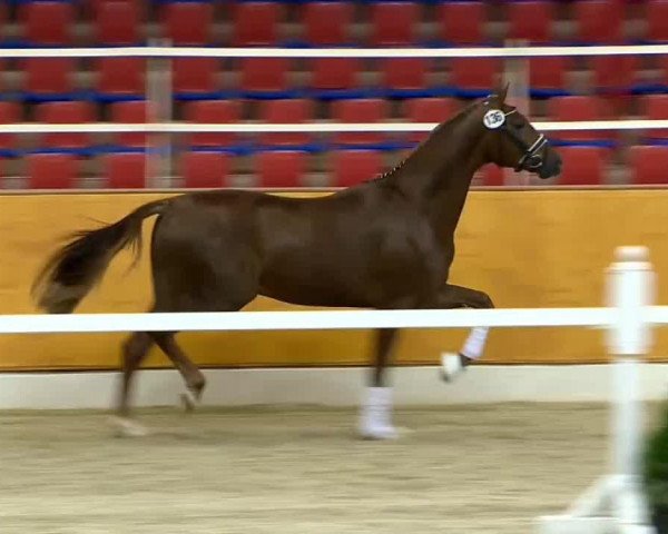 stallion Romanov's Hit van het Klaverhof (Oldenburg, 2012, from Glock's Romanov)